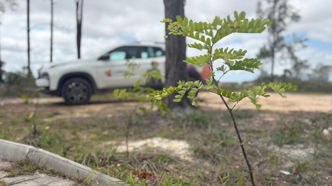 Limpec faz vistoria em Cinturão Verde após ação de plantio